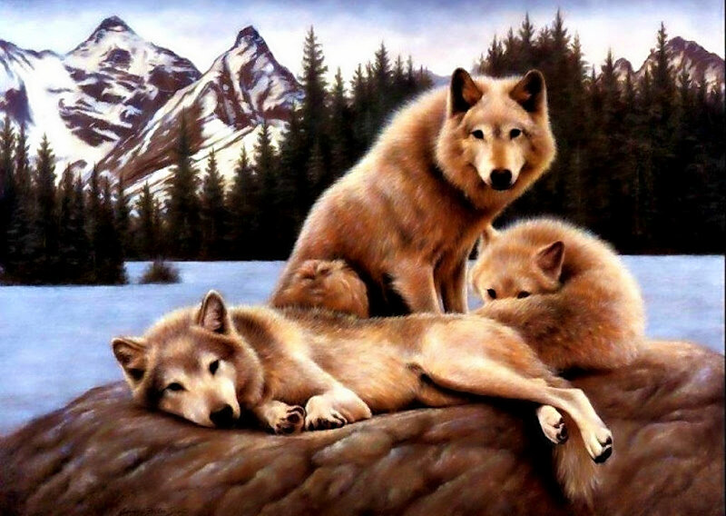 Wolves on a Rock — Brown, Serene