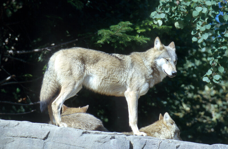 Wolves on a rock
