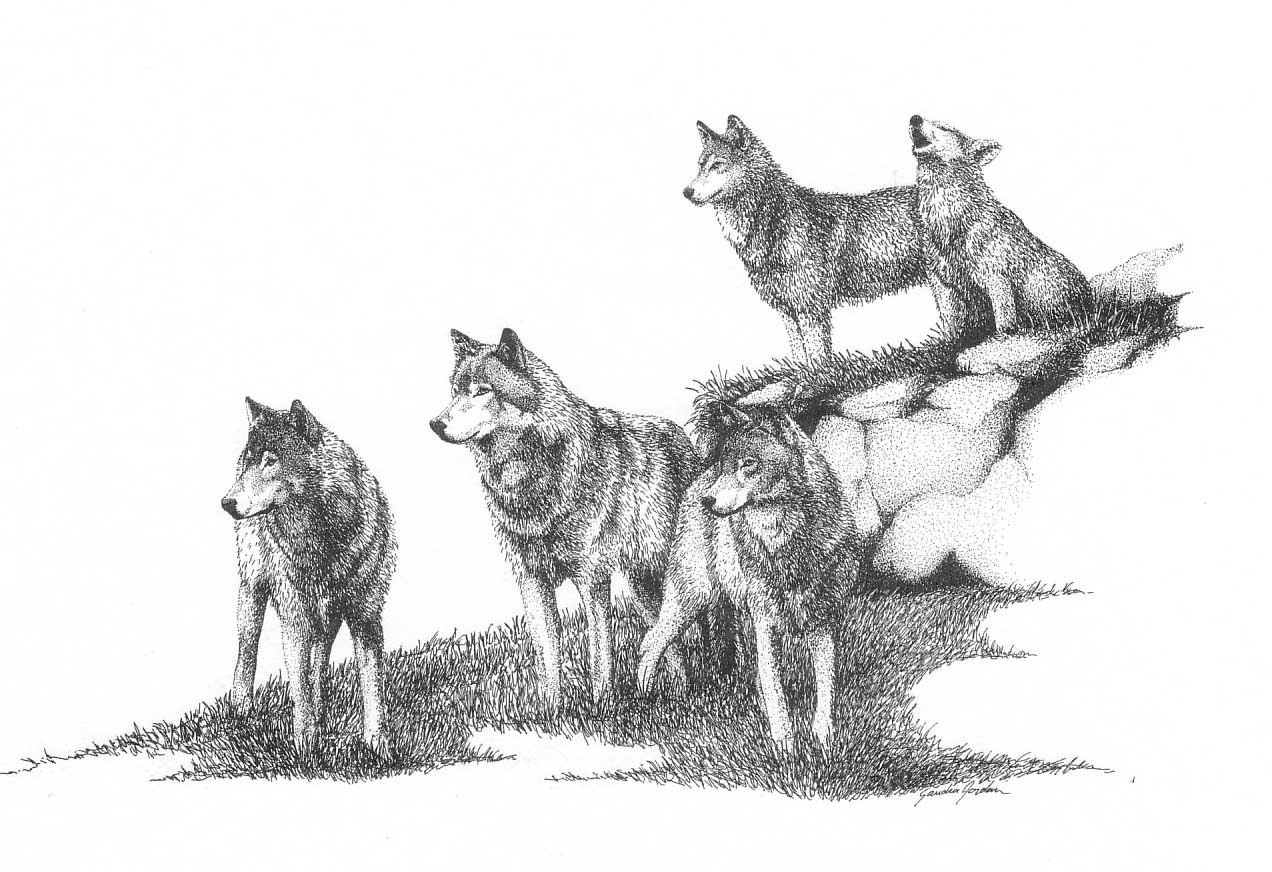 wolves on a rocky outcrop