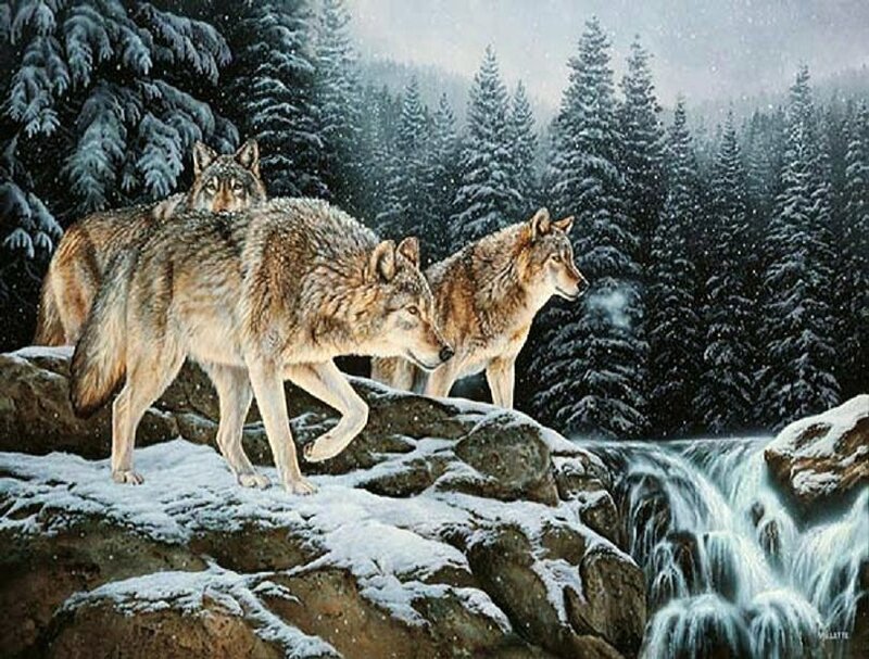 Wolves on a Snowy Cliff
