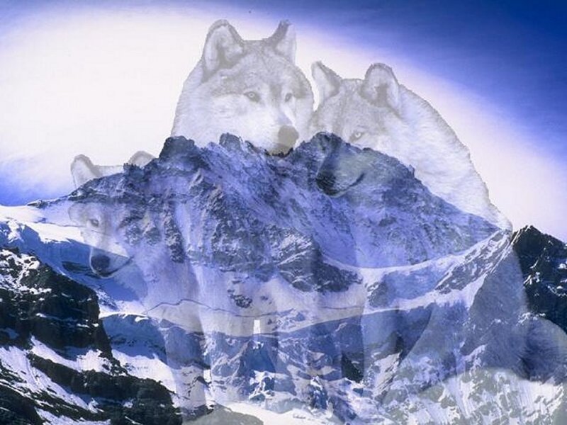 Wolves on a snowy mountain