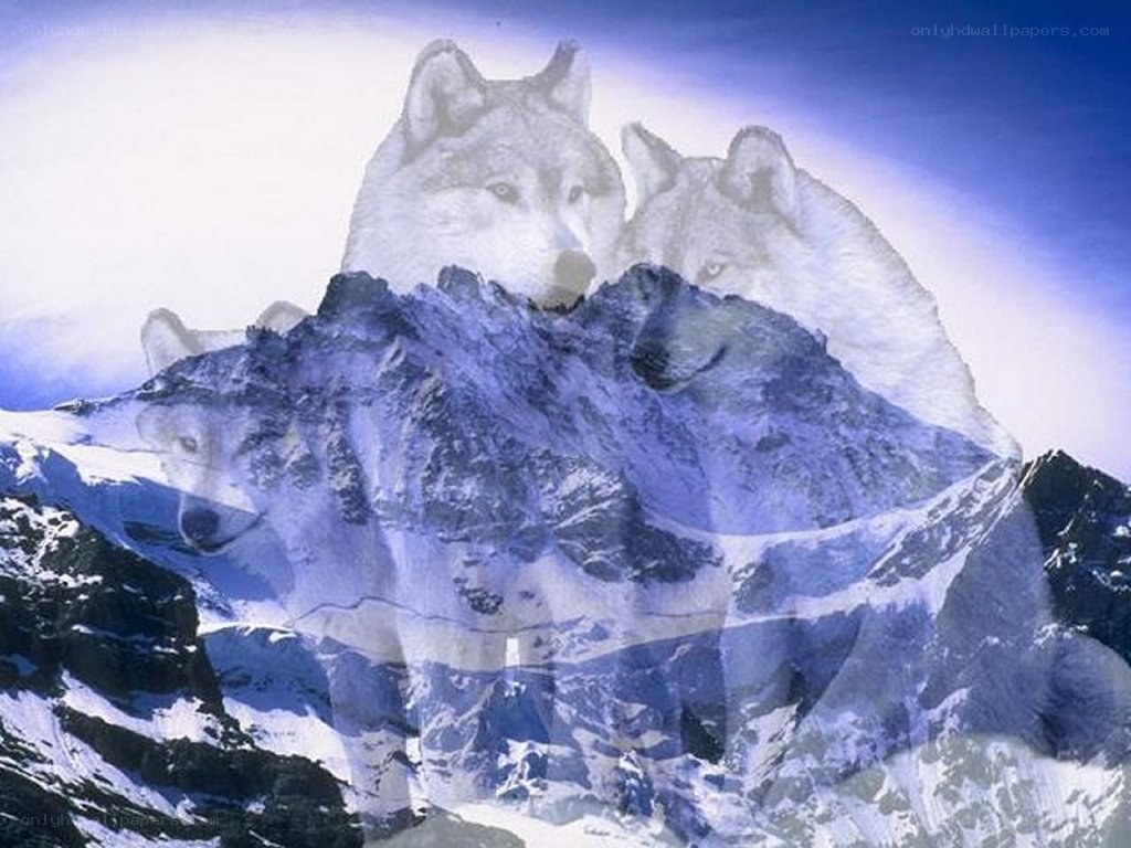 Wolves on a snowy mountain
