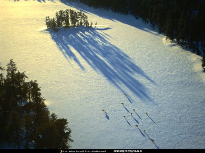 Wolves on a snowy plain