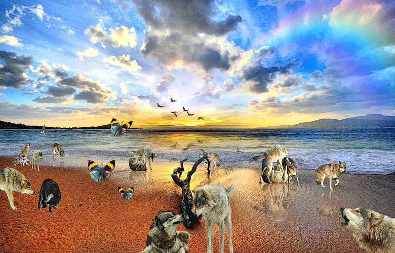 Wolves on Beach