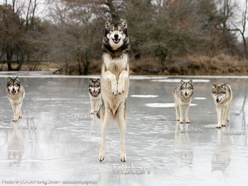Wolves on Ice