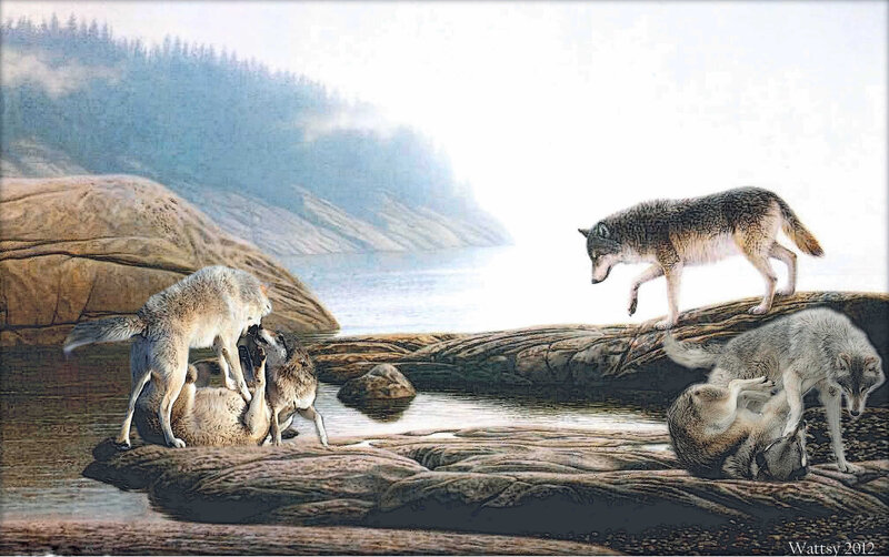 Wolves on Rocks
