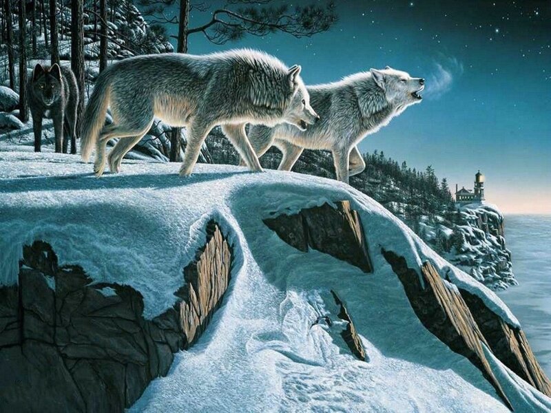 Wolves on Snowy Cliff — White