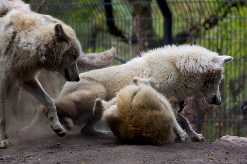 Wolves Playing in Enclosure