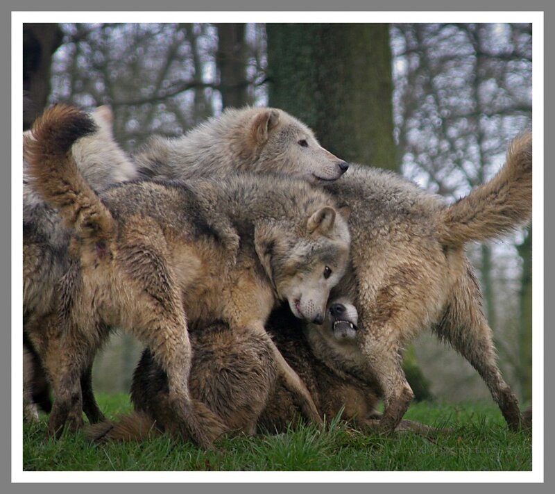 Wolves Playing in Grass