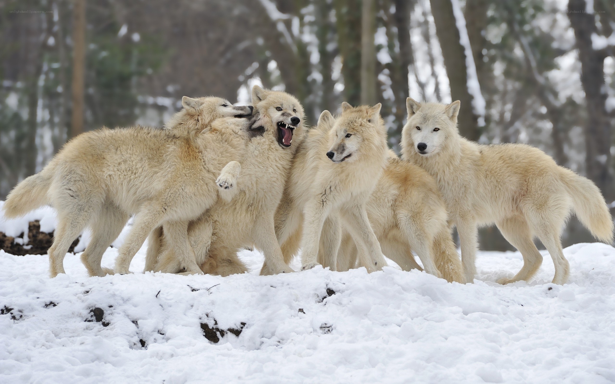 wolves playing in snow
