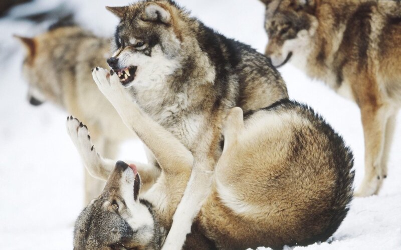 Wolves playing in snow