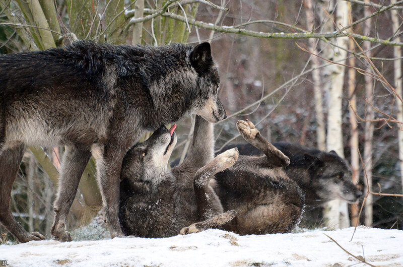 Wolves Playing in Snow — Gray, Playful