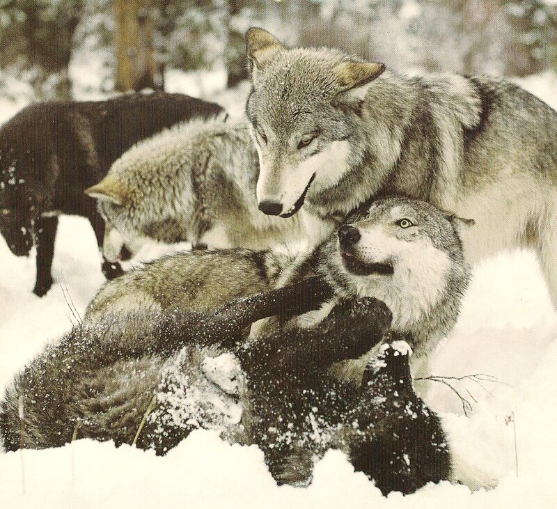 Wolves Playing in Snow — Gray