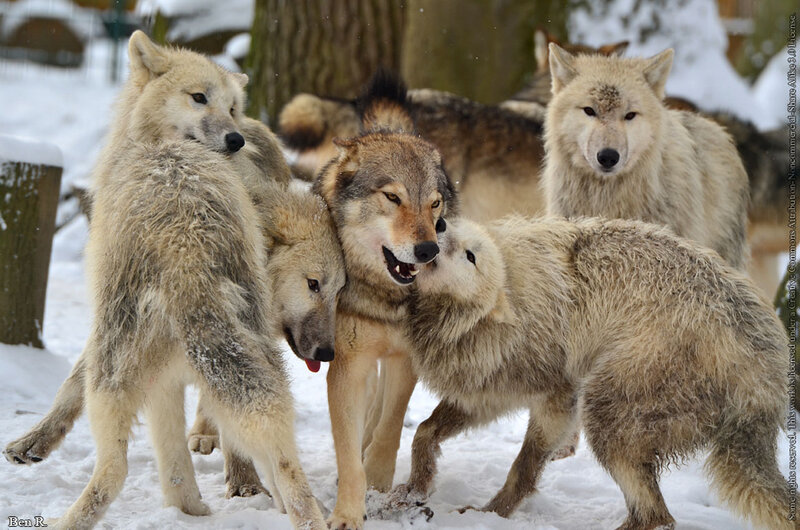 Wolves Playing in Snow — White, Active