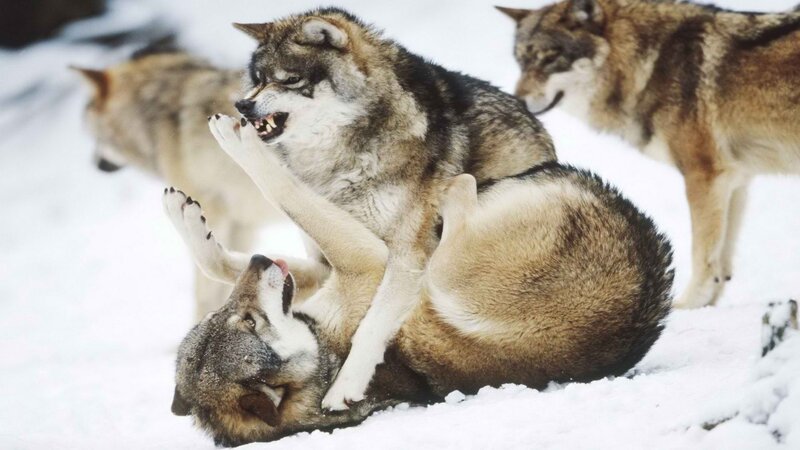 Wolves Playing in Snow — White, Active, Winter