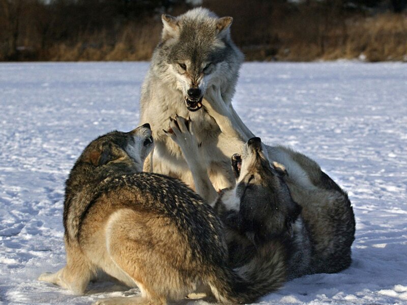 Wolves Playing in Snow — White, Dramatic