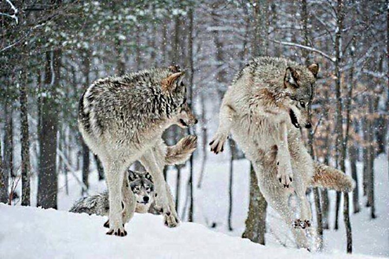 Wolves Playing in Snow — White, Dynamic