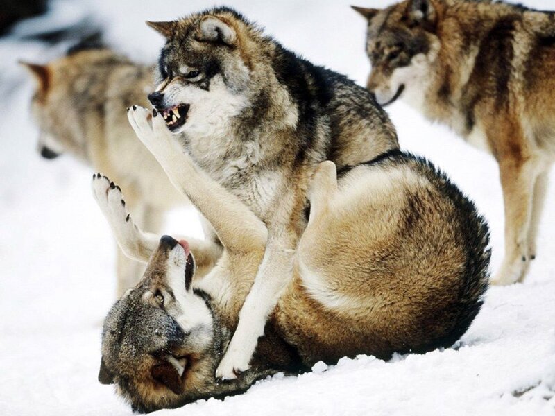 Wolves Playing in Snow — White, Playful