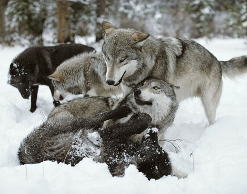 Wolves Playing in Snow — White