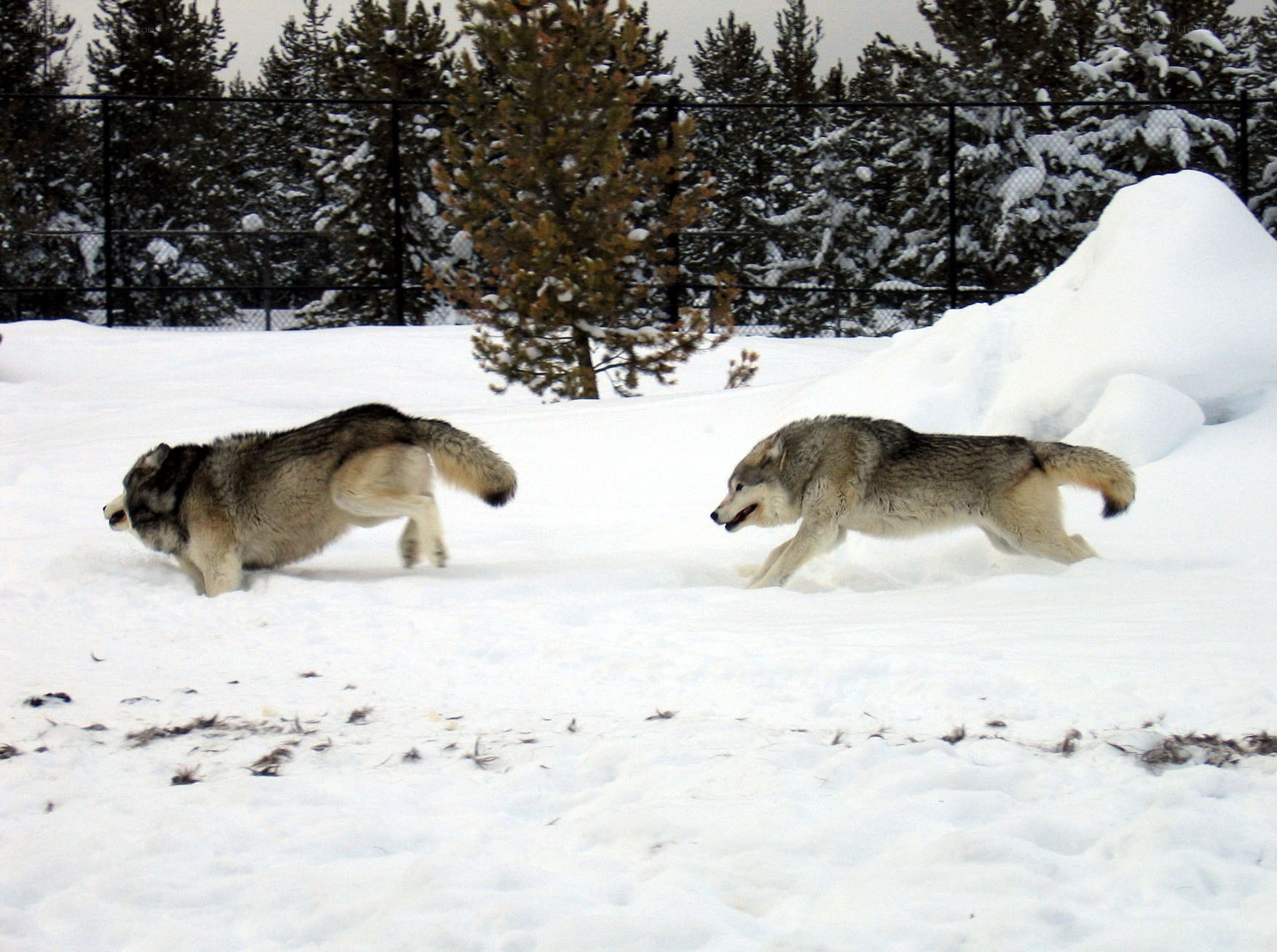 wolves playing in the snow