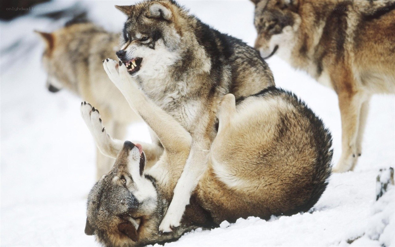 Wolves playing in the snow