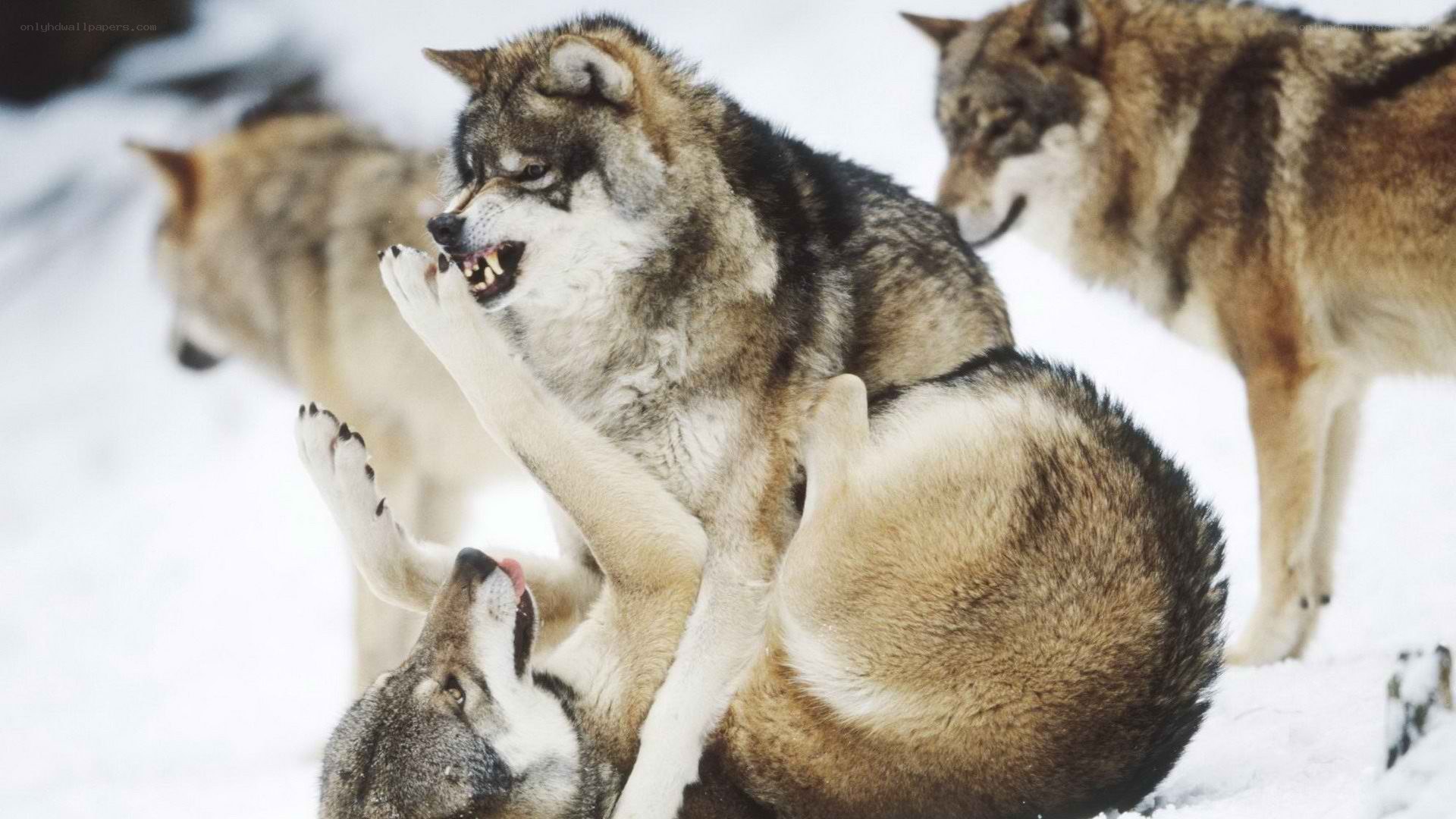 Wolves playing in the snow