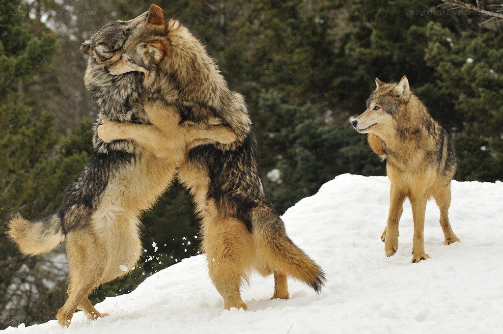 Wolves playing in the snow