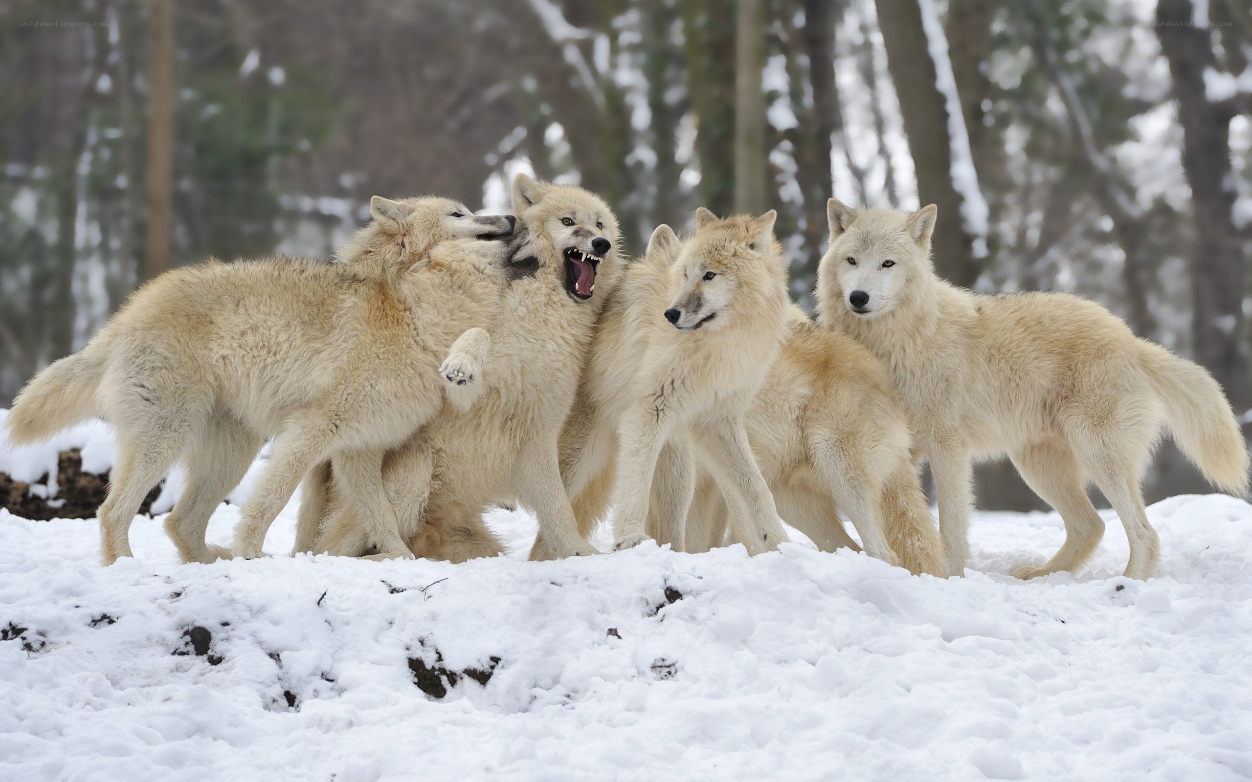 wolves playing in the snow