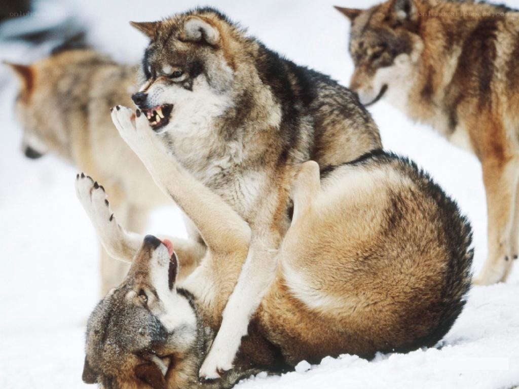 Wolves playing in the snow