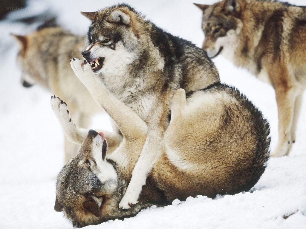 Wolves playing in the snow