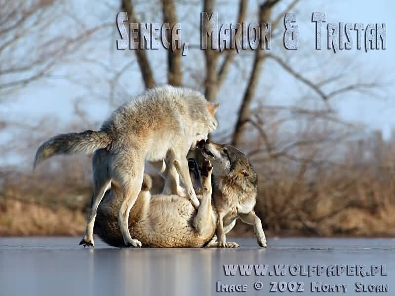 Wolves Playing on Ice