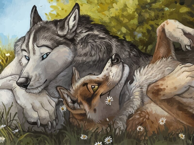 Wolves resting in a meadow