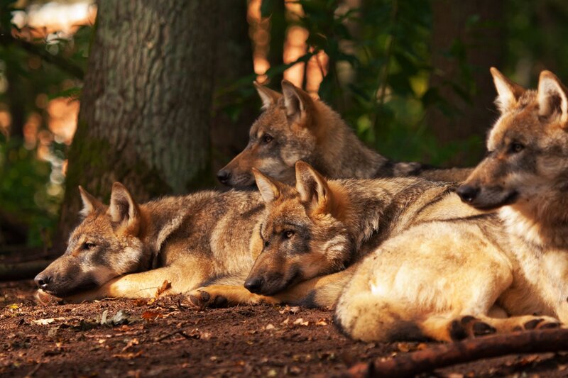 Wolves Resting in Forest — Brown