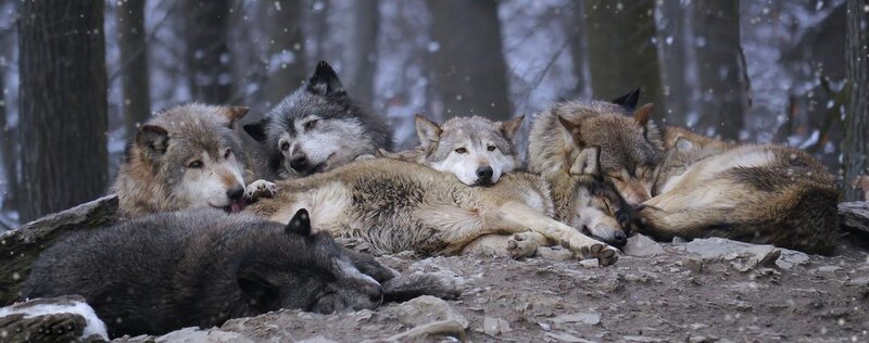 Wolves Resting in Forest
