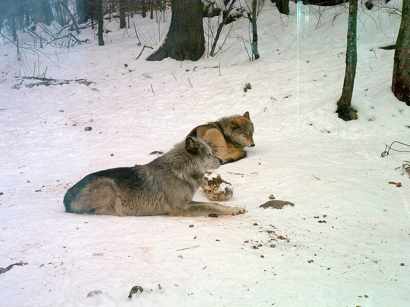 Wolves resting in snow