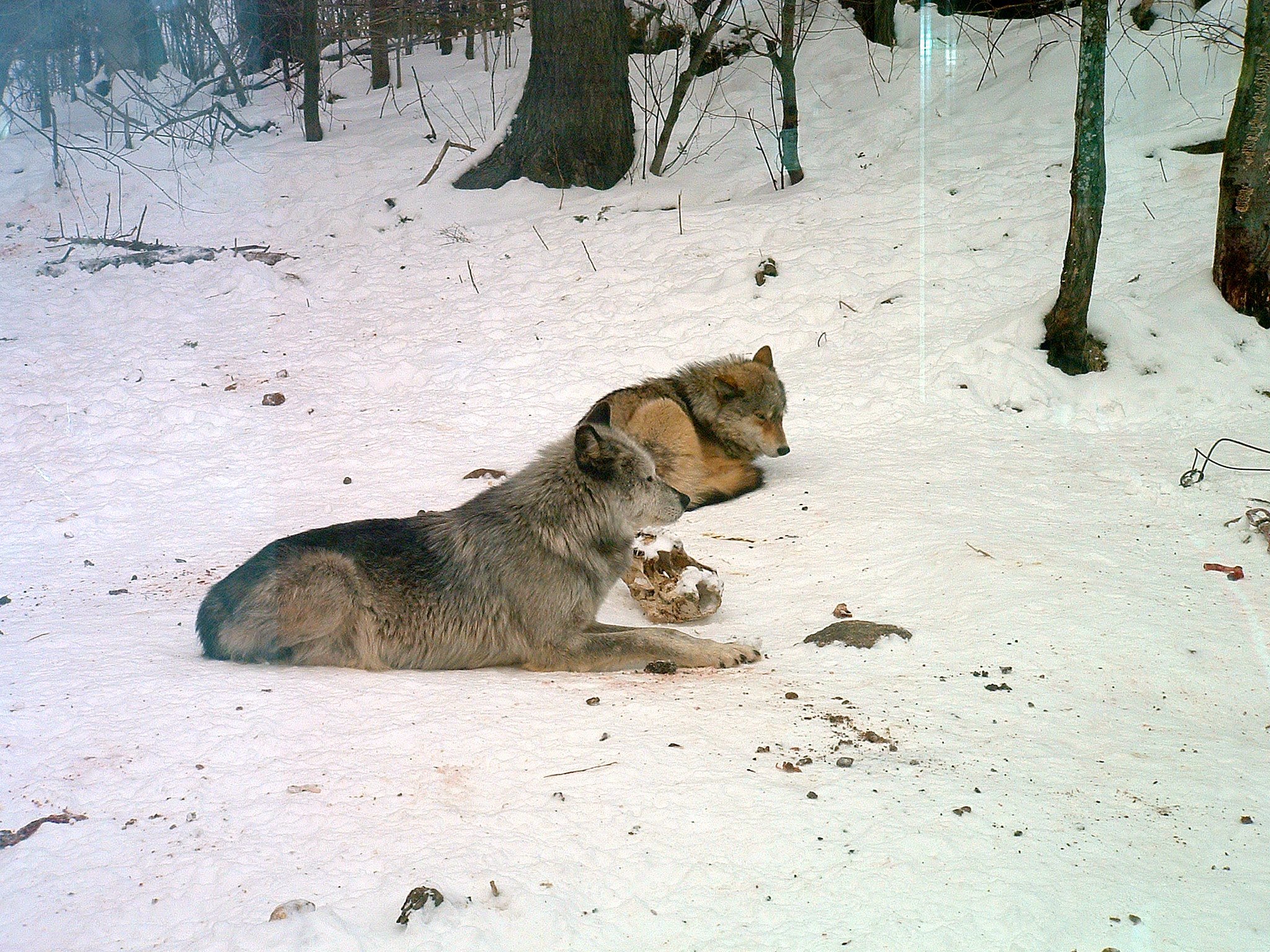 Wolves resting in snow