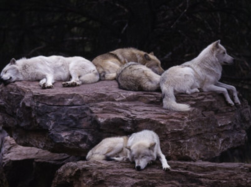 wolves resting on rocks