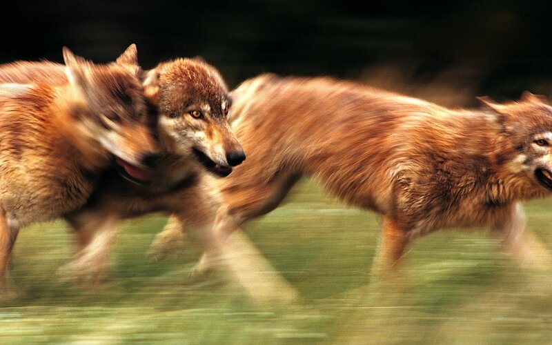 wolves running in a pack