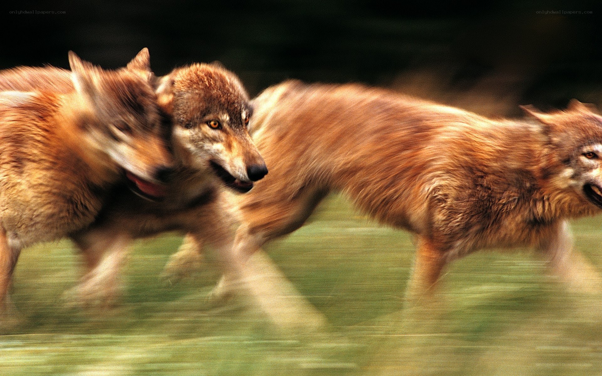 wolves running in a pack