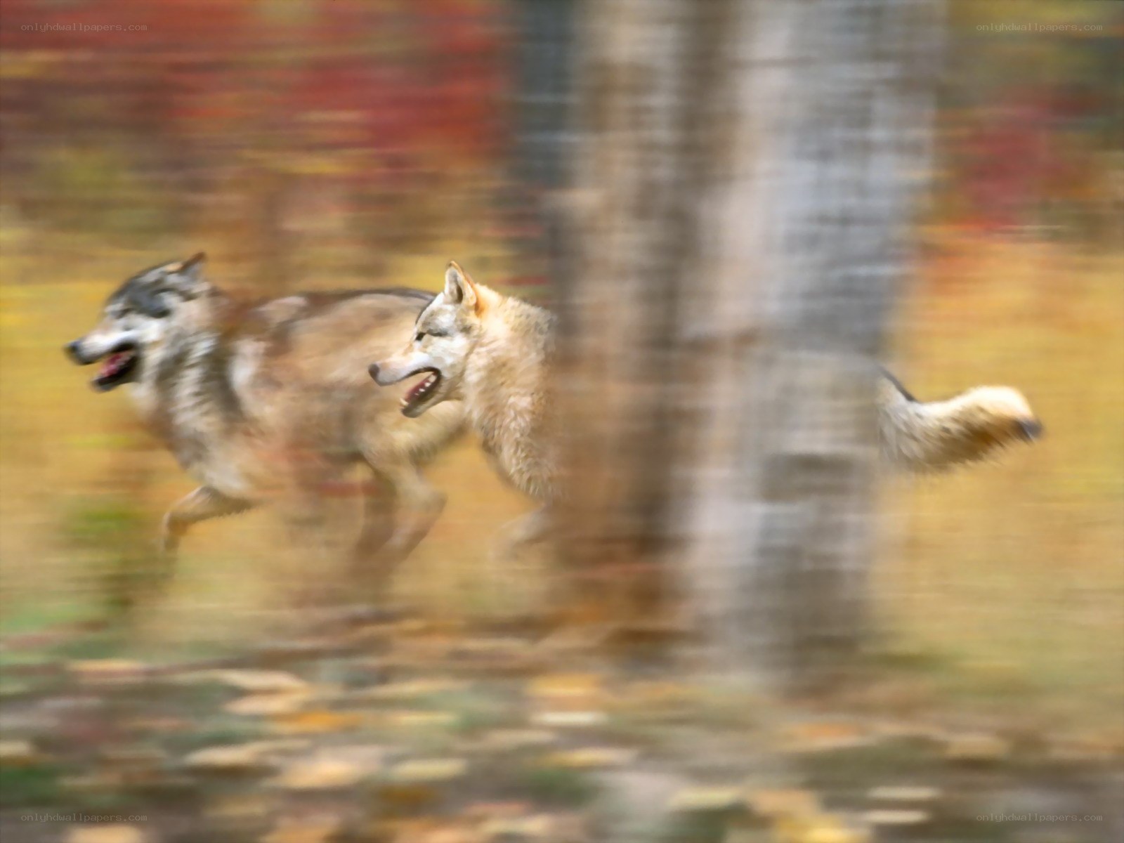 Wolves running in autumn forest