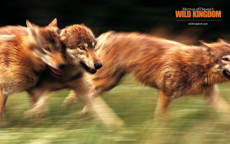 Wolves Running in Field