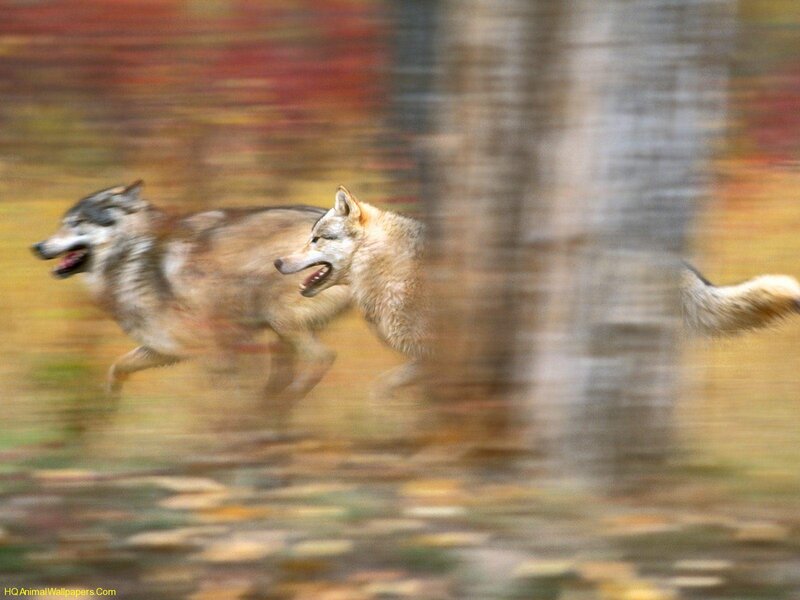 wolves running in forest