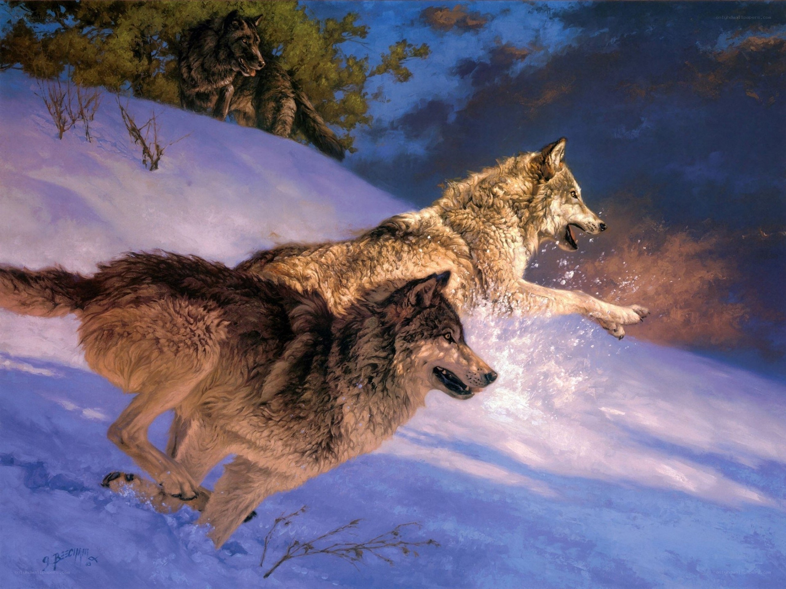 Wolves Running in Snow
