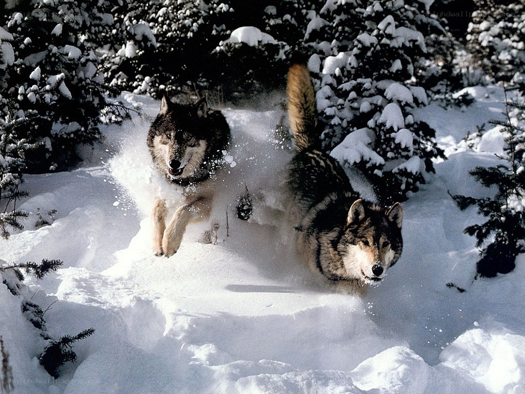 Wolves running in snow