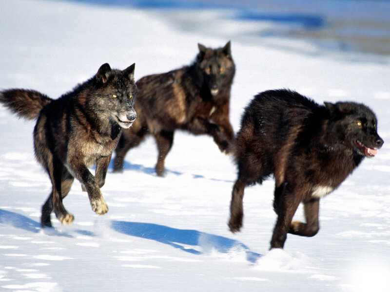 Wolves running in snow