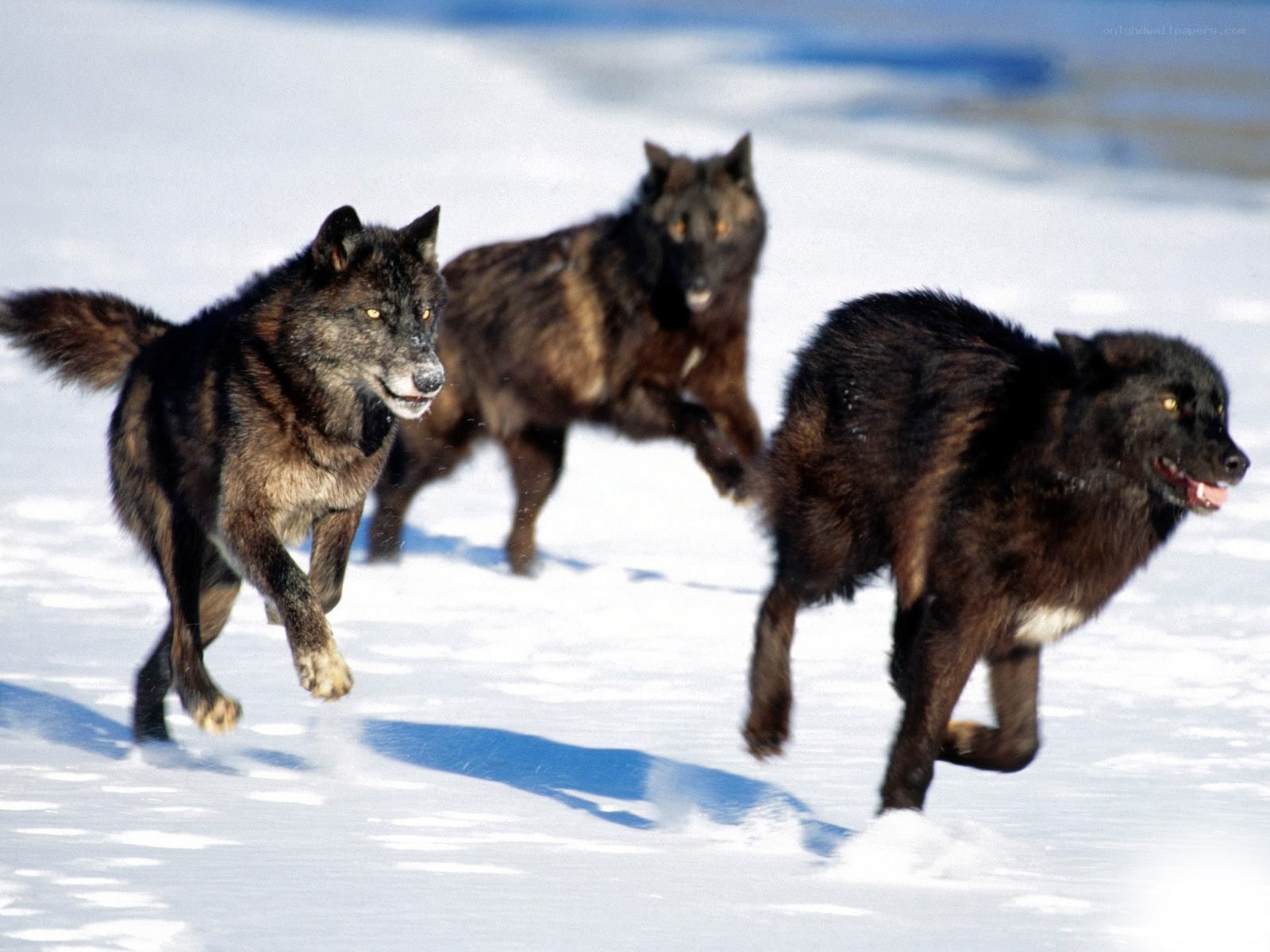 Wolves running in snow