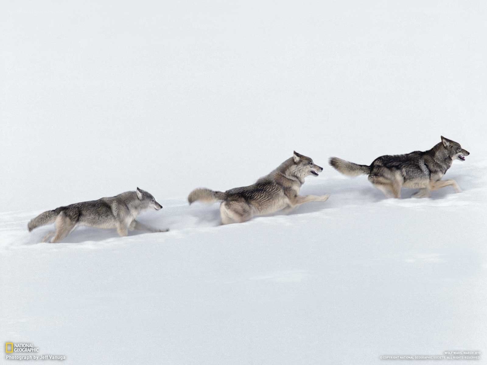 Wolves running in snow