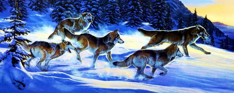Wolves Running in Snow — Blue, Dramatic, Winter, Illustration
