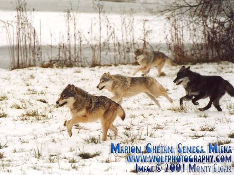 Wolves Running in Snow — White, Active