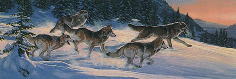 Wolves Running in Snow — White, Dramatic